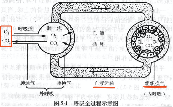 n95口罩只能带半小时不然会有永久损伤