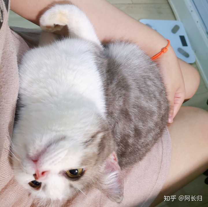 如何判断一只猫是真的对你有感情还是只是为了混口饭吃 知乎