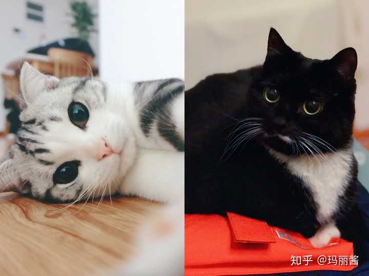 中国土猫的品种大全,中猫的品种大全,中土猫品种图片大全_大山谷图库