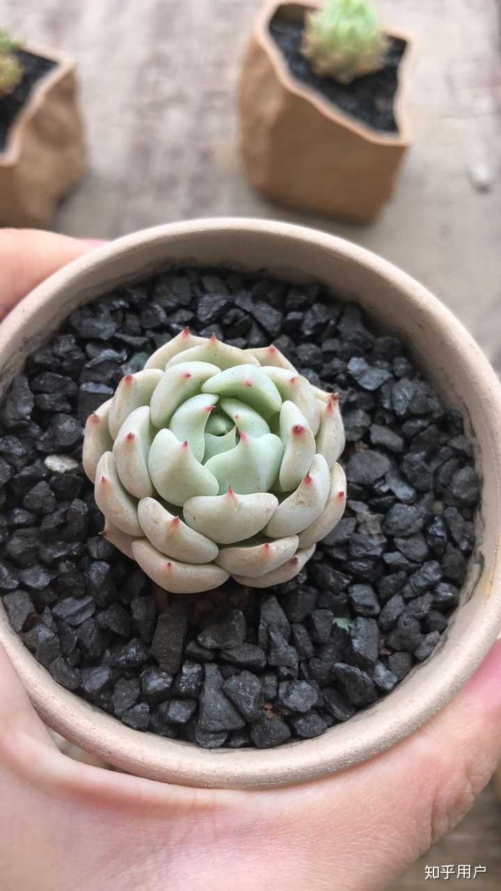 现在淘宝上多肉植物的补光灯靠谱吗 知乎 现在淘宝上多肉植物的补光灯靠谱吗 知乎
