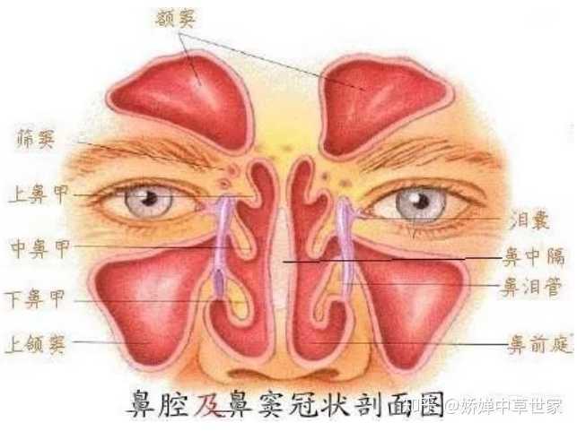 正常鼻窦与鼻窦炎图片图片