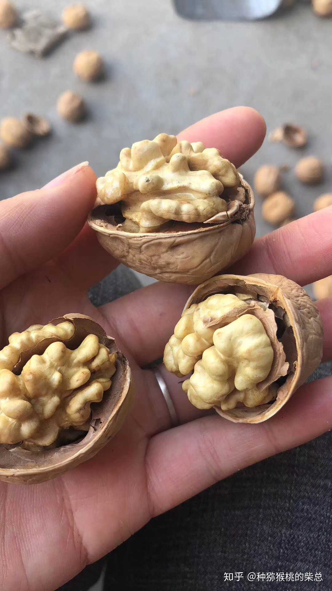 咱们的新疆阿克苏185纸皮核桃