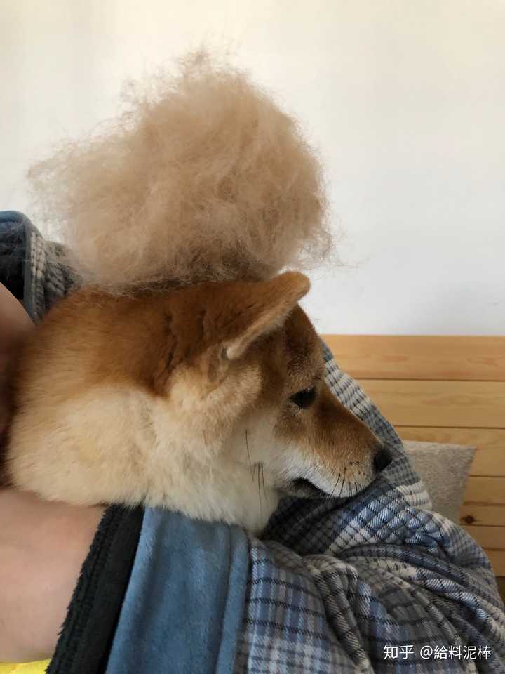 柴犬掉毛吗 知乎 柴犬掉毛吗 知乎