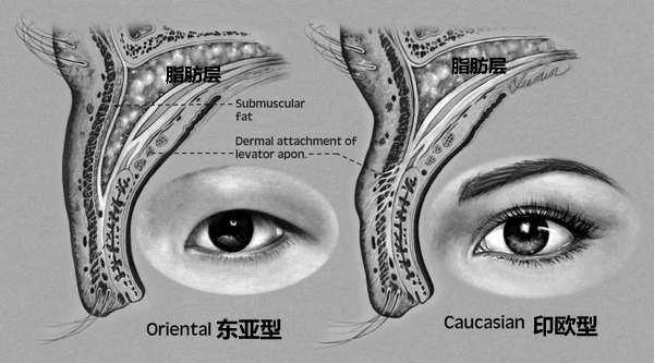 为什么说单眼皮更适合东亚人,而非人人喜…