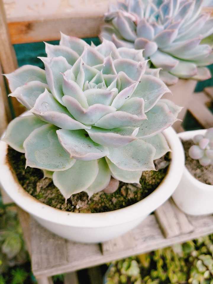 多肉徒长是怎样的体验 吃一只虾的回答 知乎