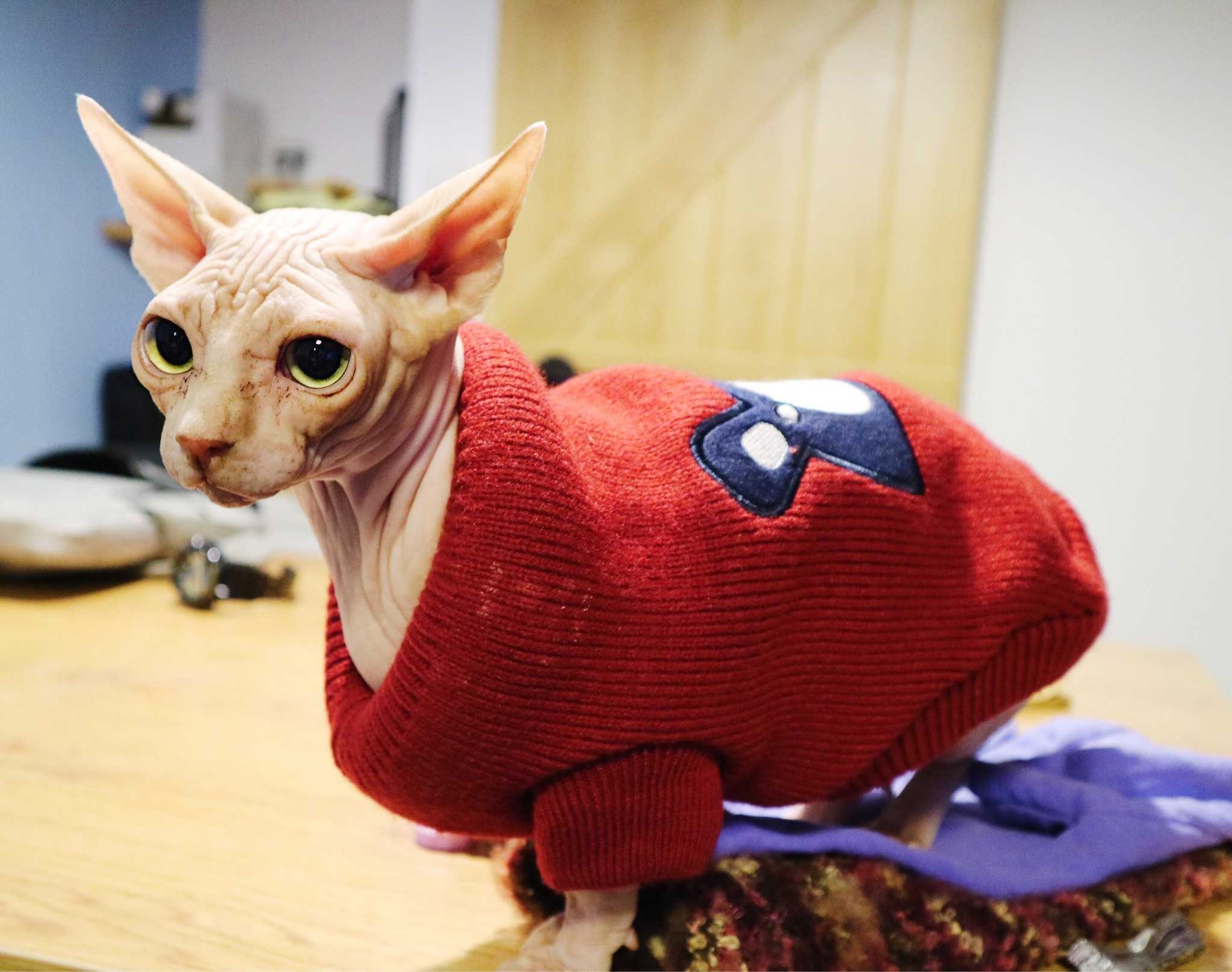 哈哈哈,最近又抱回来一只矮脚巴比诺弟弟,叫建国性格老实到爆炸