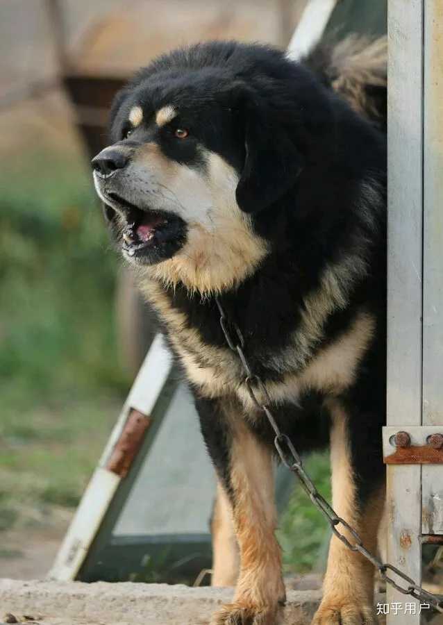 如何评价网上乱吹中华田园犬的现象 知乎