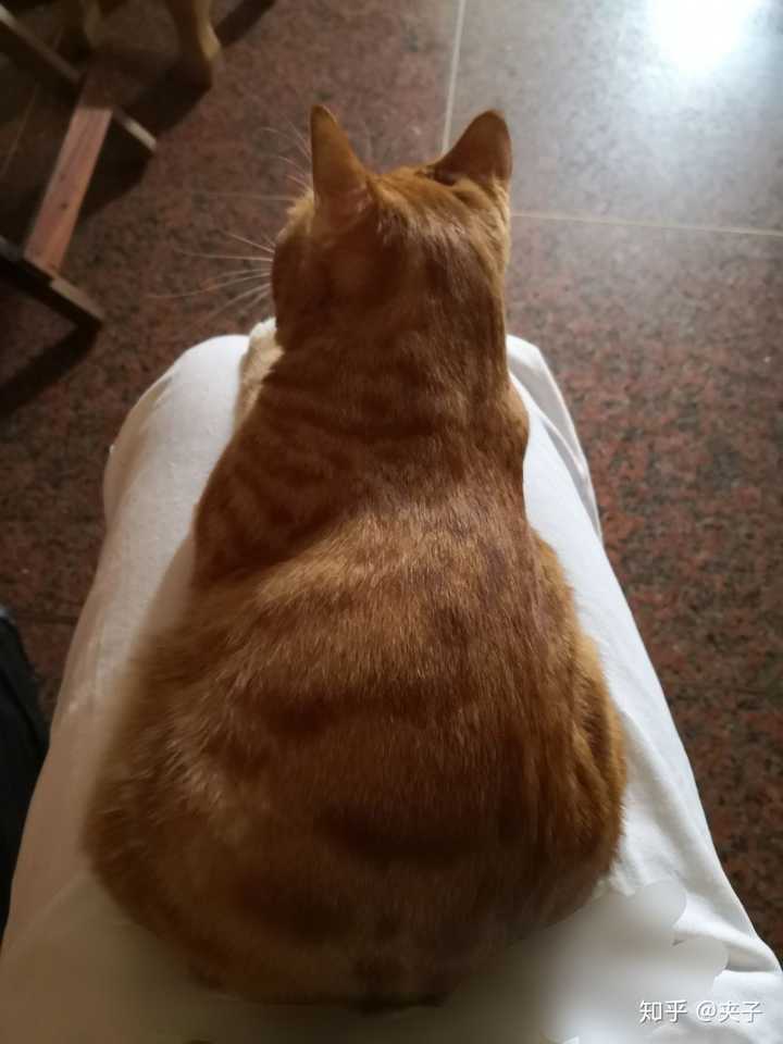 有类似这样的猫咪背影图吗?