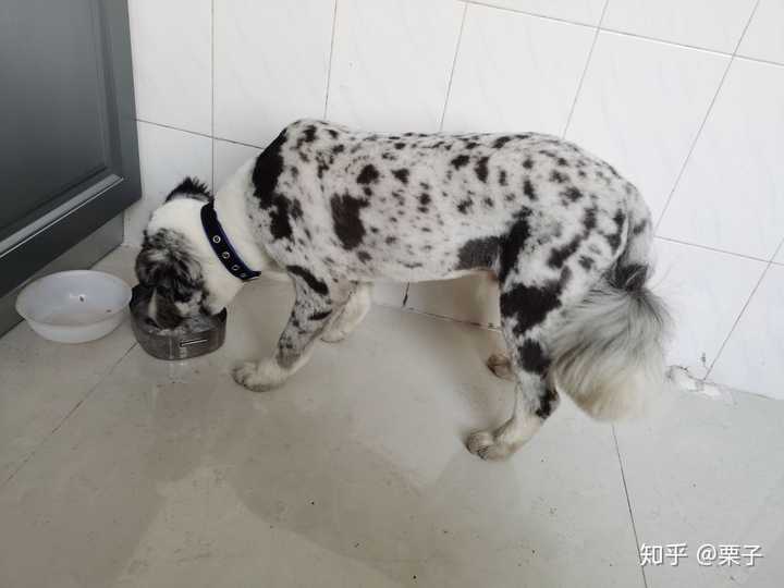 被剃过毛的蓝陨石边牧算吗?