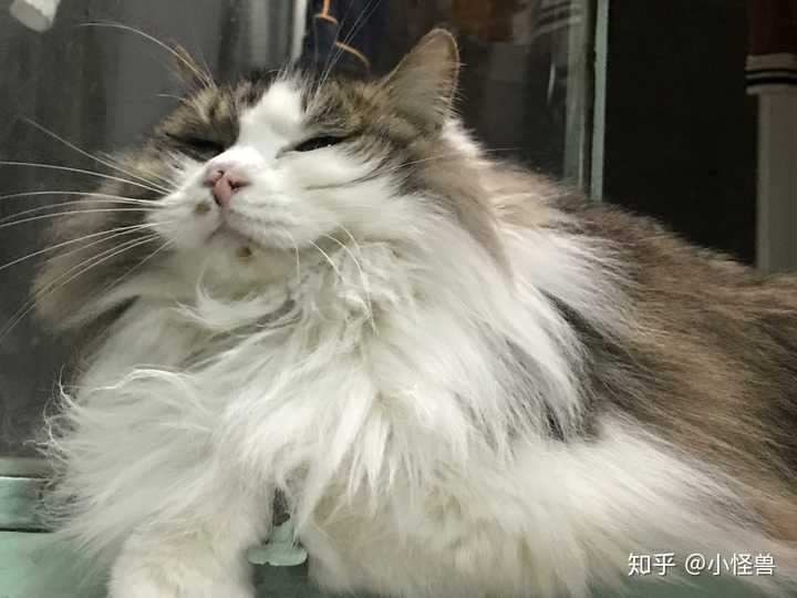 怎么判断猫咪是长毛还是短毛？ - 知乎