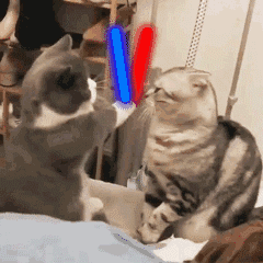 240_240gif 动态图 动图
