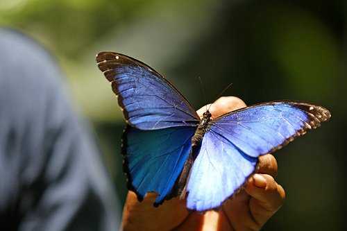 绿带燕凤蝶 生活在林间沼泽地带,翅膀有部分透明,展翅时非常飘逸,衣袂