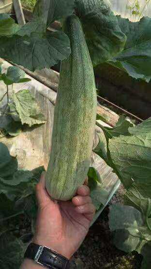 山东潍坊市寒亭区固提郭牌西瓜