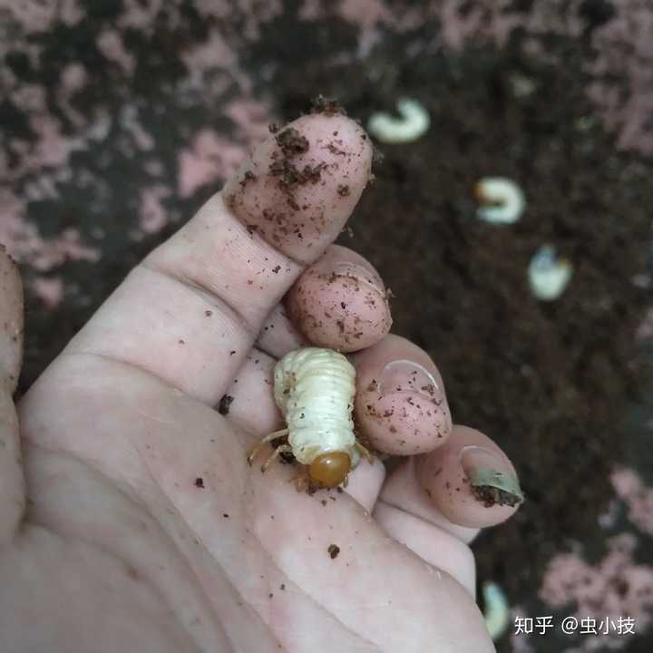 新手养甲虫有什么需要做的准备 知乎 新手养甲虫有什么需要做的准备 知乎