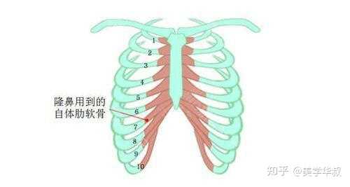 人体第十一根肋骨在哪 第十一根肋骨的位置 肋骨11根12根图片