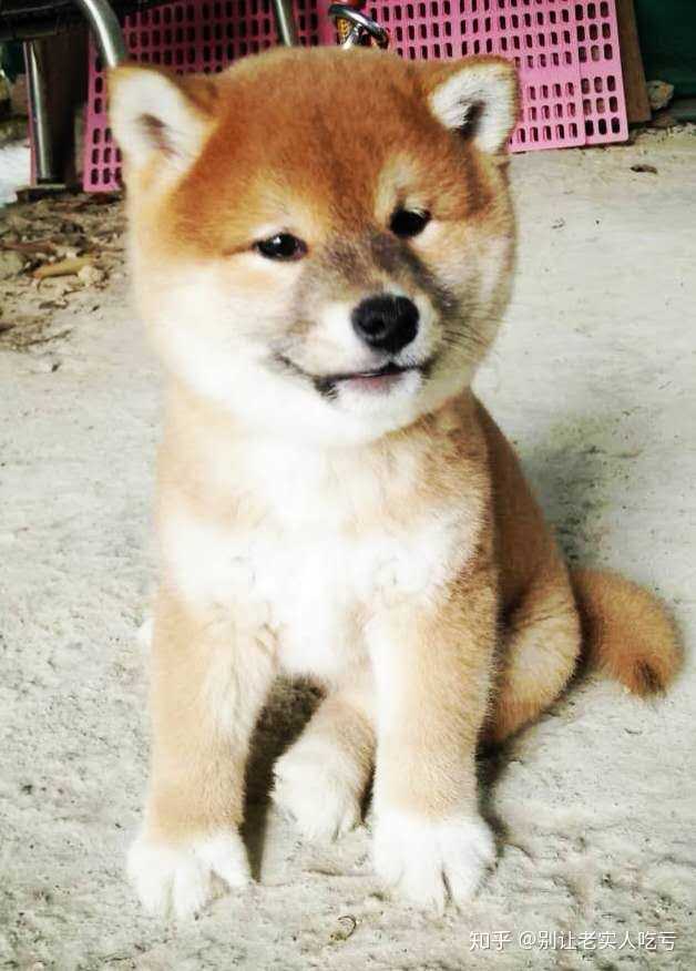 购买柴犬如何防骗 怎么样识别黑心犬舍 知乎 购买柴犬如何防骗 怎么样识别黑心犬舍 知乎