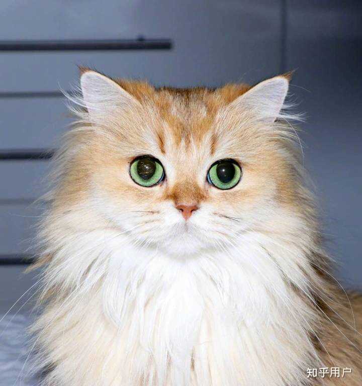 猫有哪些帅气的姿势？ - 知乎