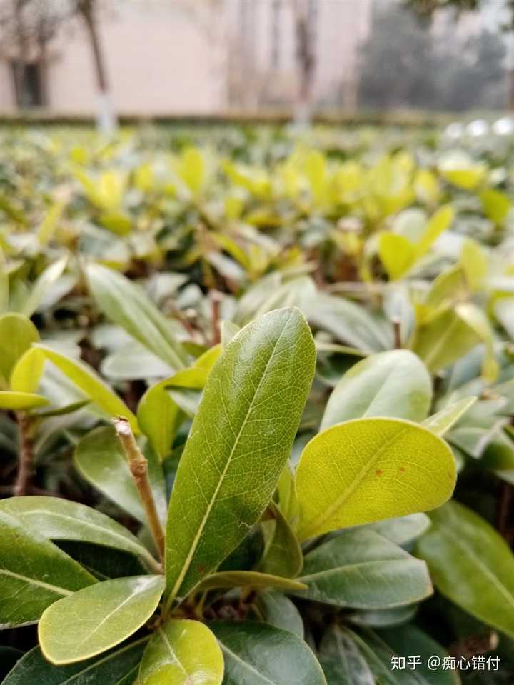 荣耀畅玩8a