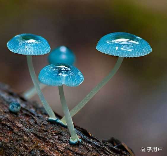 有哪些长得比较逆天的真菌? - 知乎