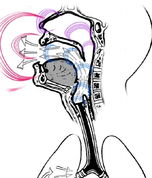它丰富优化了声音的音色,并直接影响着音高和共鸣.