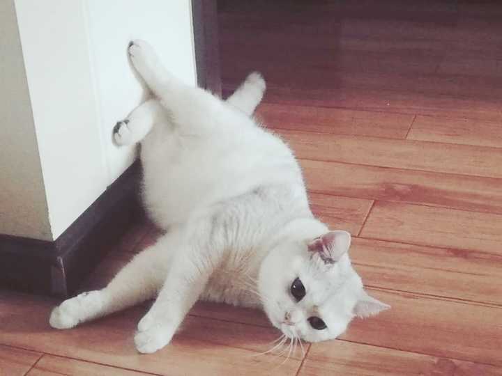 为什么猫越大性格越不好？ - 知乎