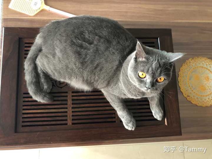 请问养两只猫 不是橘猫 一个月大概需要多少钱 知乎