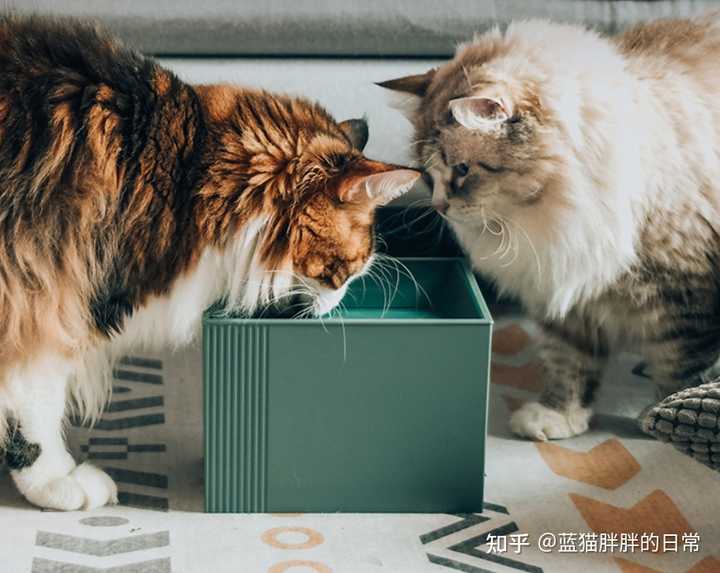 猫咪饮水机 哪些品牌值得入手 知乎 猫咪饮水机 哪些品牌值得入手 知乎