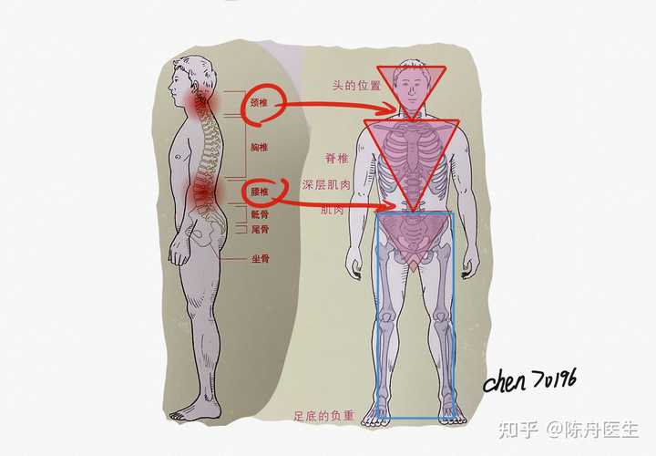 作为一个久坐腰疼的年轻人 如何护腰以及选购合适的护腰器材 知乎