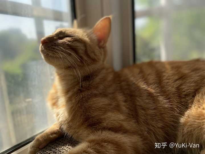 猫咪侧颜看天空图片