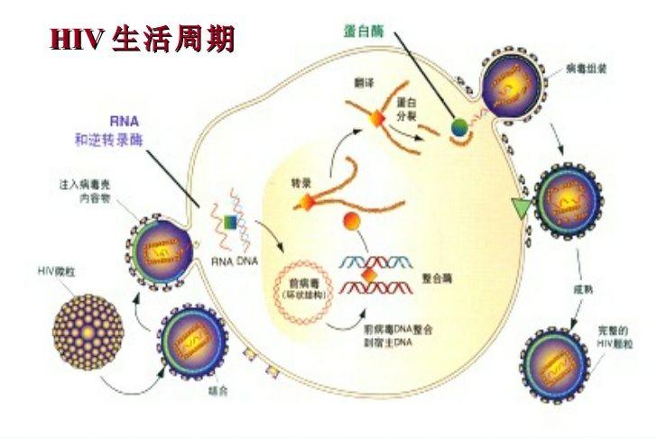 hiv逆转录过程图解图片