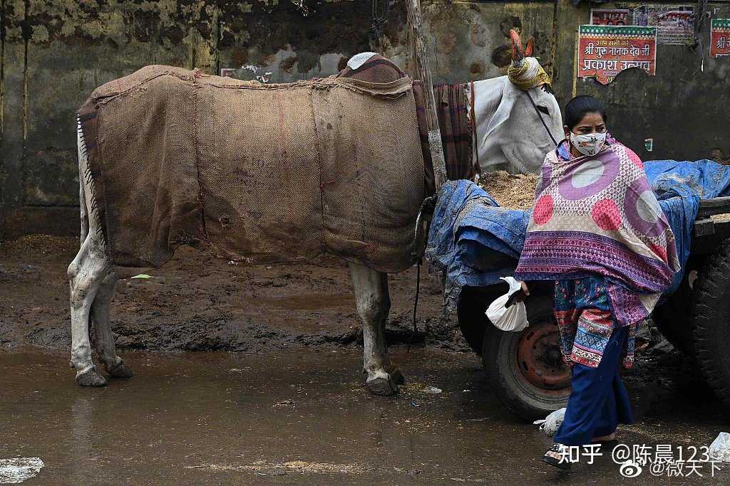 印度给牛收容所配备血氧仪 知乎