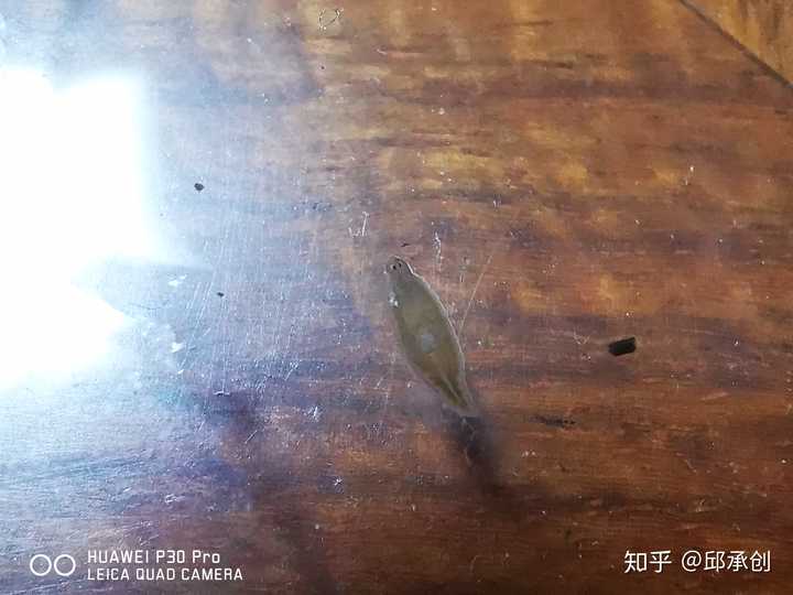 请问鱼缸里莫名产生的吸血虫一样的生物是什么 知乎