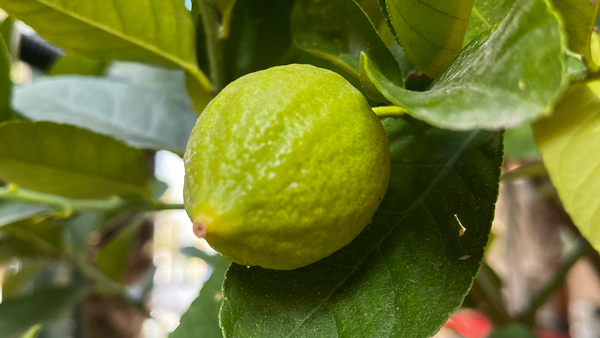 “孩子到底是不是读书的料”，真的能一眼看穿吗？有哪些关键特征或细节可以作为判断依据？