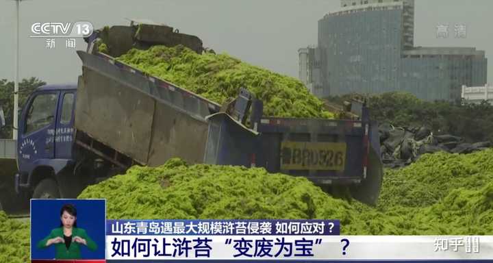 青岛遭受历史最大规模 浒苔 侵袭 海岸线秒变 草原 浒苔 的成因是什么 可以采取哪些应对措施 知乎