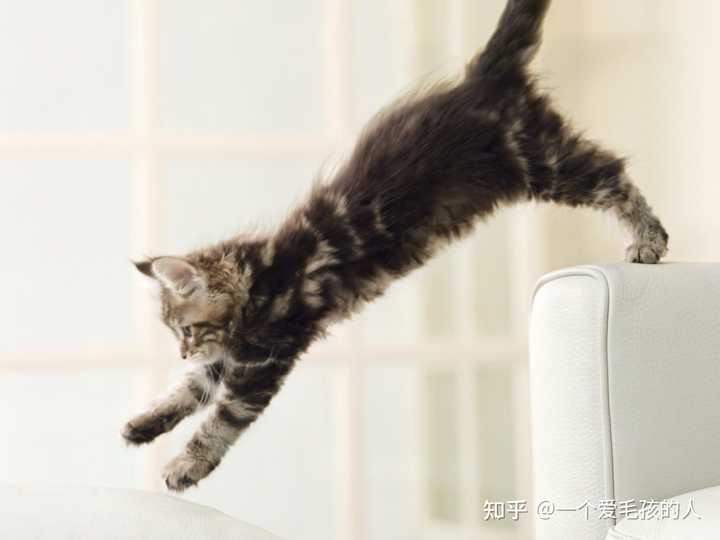 猫为什么会突然疯跑 知乎 猫为什么会突然疯跑 知乎