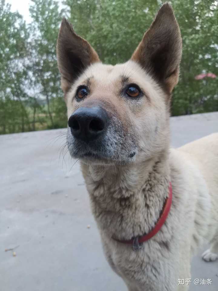 中华田园犬的颜值可以多低?