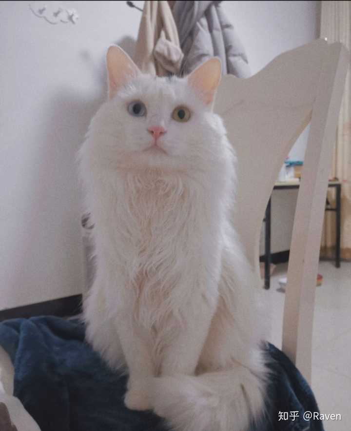 猫星人门 你们养的第一只猫咪是什么猫 知乎 猫星人门 你们养的第一只猫咪是什么猫 知乎