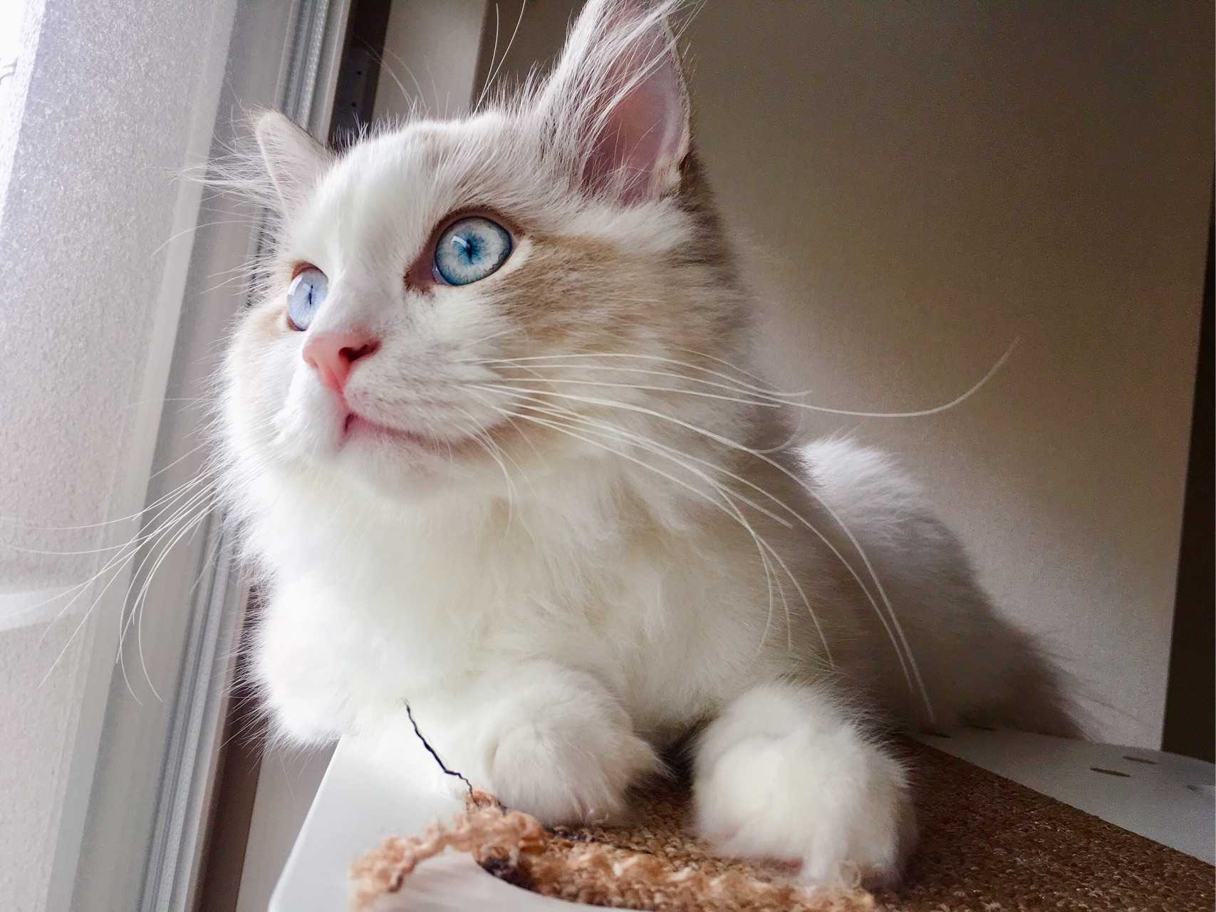 布偶猫太可爱了