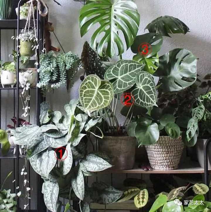 小户型也能在家种植物吗 知乎 小户型也能在家种植物吗 知乎