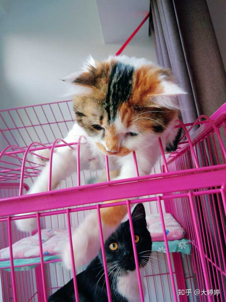 男朋友特喜欢养猫 而我极其厌恶养猫 受不了猫屎 猫毛 以及破坏力 应该怎么办 知乎