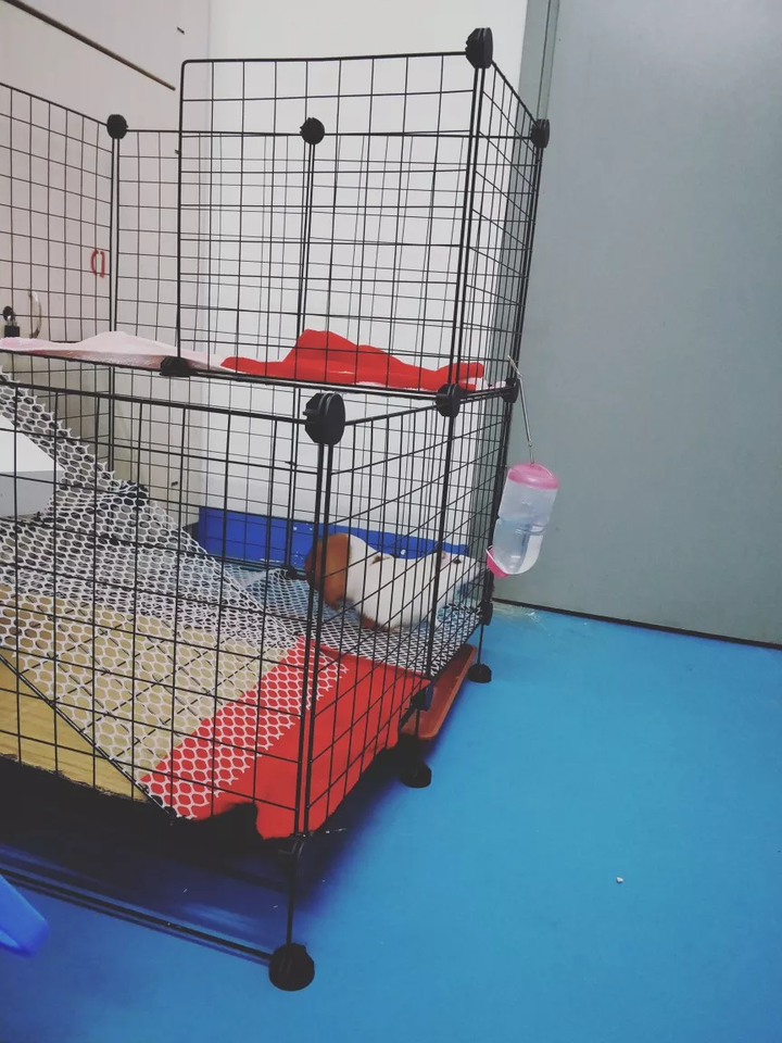 如何养好一只豚鼠 荷兰猪 知乎 如何养好一只豚鼠 荷兰猪 知乎