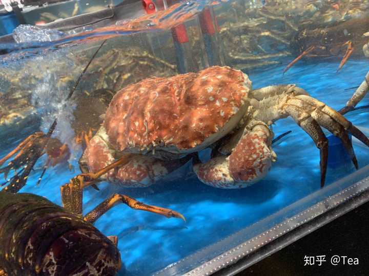 帝王蟹这种东西为什么只吃大腿 知乎 帝王蟹这种东西为什么只吃大腿 知乎