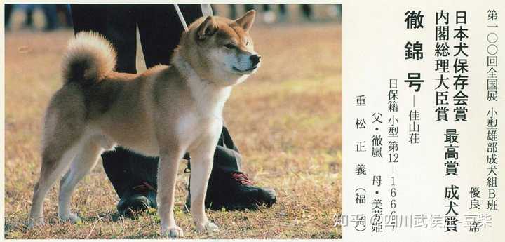为什么中华田园犬和日本柴犬在各自国家的待遇差别这么大 知乎 为什么中华田园犬和日本柴犬在各自国家的待遇差别这么大 知乎