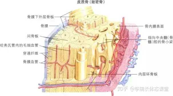 长期用淘宝上卖的o型腿矫正带绑腿会不会影响发育?