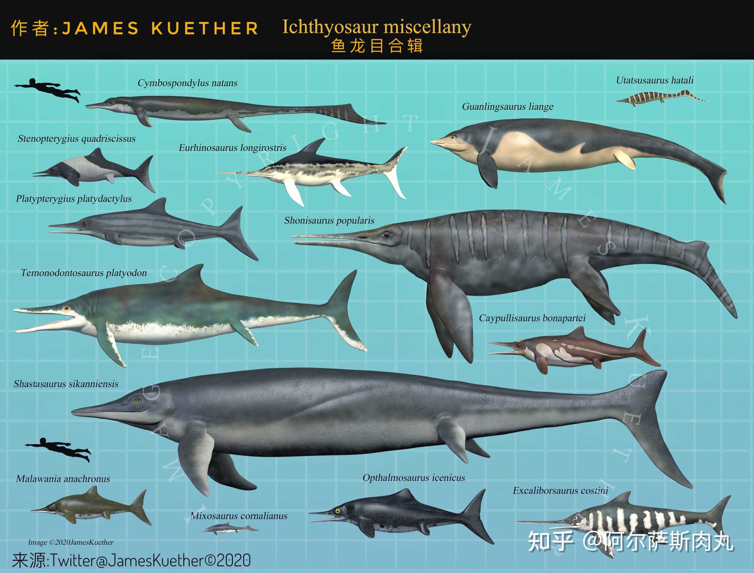 鱼龙目部分成员全家福