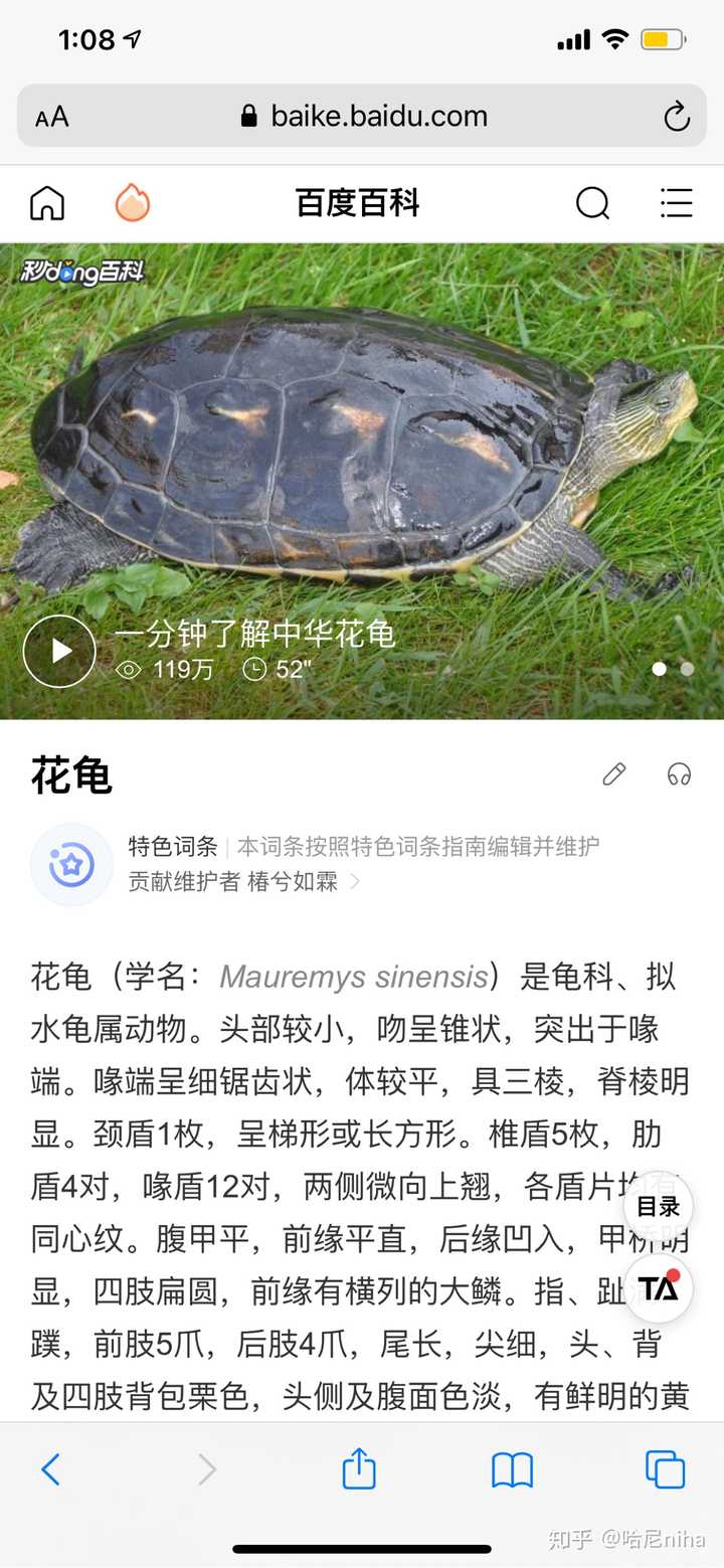 请大家帮我看看这是什么品种的龟