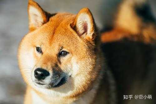 我家小柴犬 四个月还是尖脸 是不是买到假的了qwq 知乎