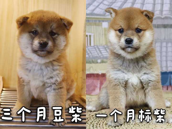 豆柴和标准柴犬哪个好 知乎