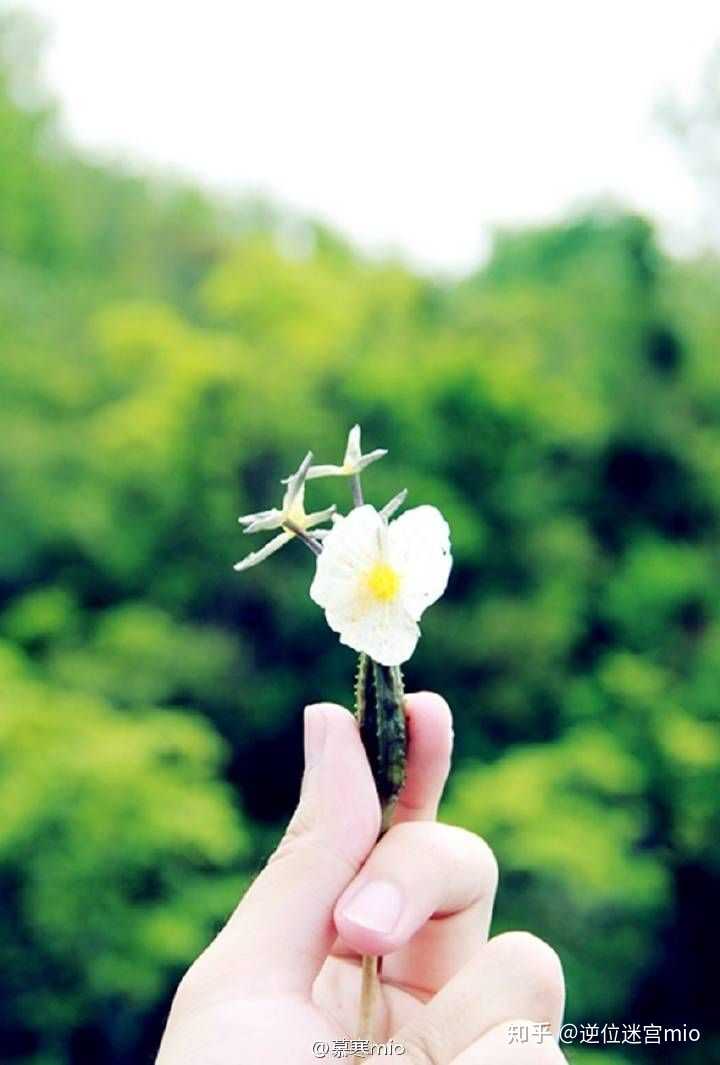女主林念儿男主席慕寒 小说林念儿席慕寒 林念儿席慕寒月白