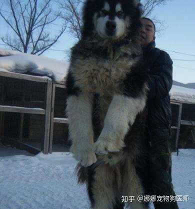 第一次养狗如何选择狗狗品种 知乎 第一次养狗如何选择狗狗品种 知乎